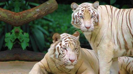 white bengal tigers