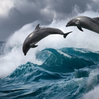 Dolphins