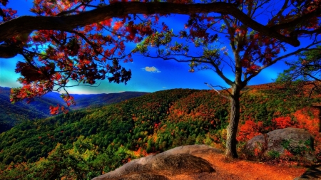 Beautiful Nature - nature, hills, beauty, big tree