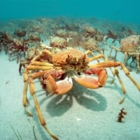 Spider Crab