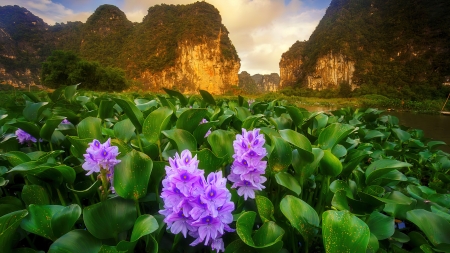 Mountain wildflowers in spring - beautiful, leaves, meadow, mountain, rocks, spring, summer, sunset, wildflowers