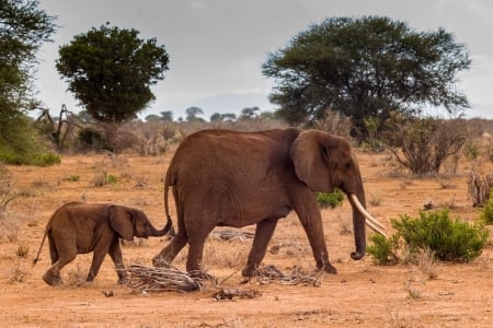 Mom and Infant Elephant Crossing the Desert - elephants, nature, desert, africa