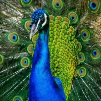 Peacock