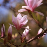 Magnolia