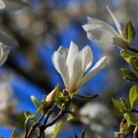 Magnolia