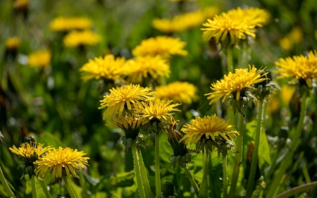 Dandelions - flowers, spring, dandelions, yellow