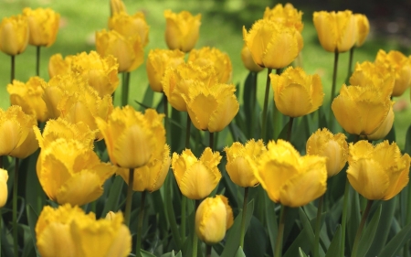 Yellow Tulips - flowers, tulips, yellow, nature