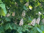 Chestnut Blossoms