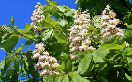 Chestnut Blossoms - Latvia, blossoms, white, chestnut, tree