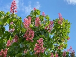 Red Chestnut Blossoms