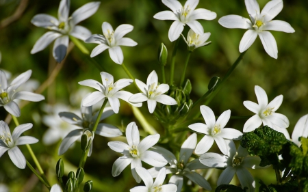 Stars of Bethlehem - Flowers & Nature Background Wallpapers on Desktop