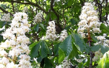 Chestnut Blossoms - Latvia, blossoms, white, chestnut, tree