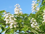 Chestnut Blossoms