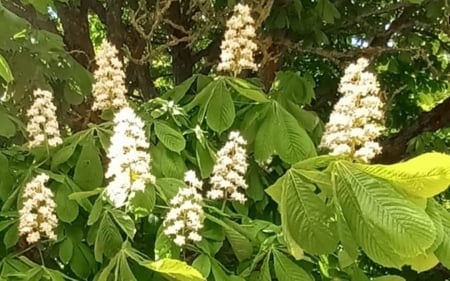 Chestnut Blossoms