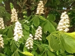 Chestnut Blossoms