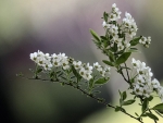 White Blossoms