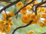 Yellow Blossoms