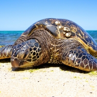 Green Sea Turtle