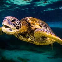 Green Sea Turtle