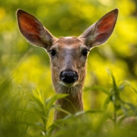 Deer