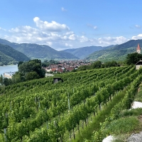 Vineyard in Lower Austria