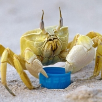 Ghost Crab