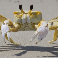 Ghost Crab