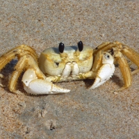 Ghost Crab