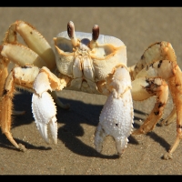 Ghost Crab