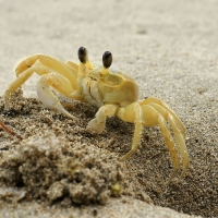 Ghost Crab