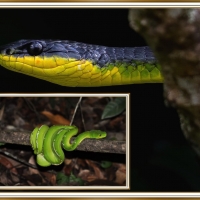 SNAKE COLLAGE