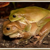 PAIR OF FROGS