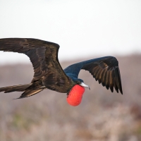 Frigate Bird