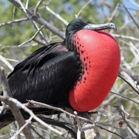 Frigate Bird