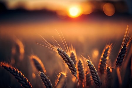 Golden wheat field - Harvest, Sunset, Straw, Wheat