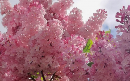 Lilac - Latvia, lilacs, pink, blossoms