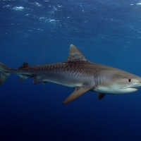 Tiger Shark