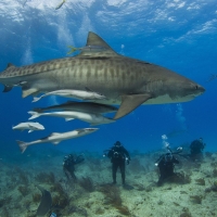 Tiger Shark