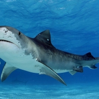 Tiger Shark