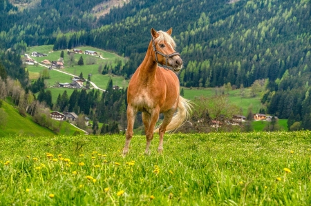 Beautiful horse on the meadow - gyonyoru termeszet, ret, patas allat, erdo, fak, novenyzet, gyonyoru lo, hazak, sorenyes
