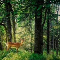  Forest deer