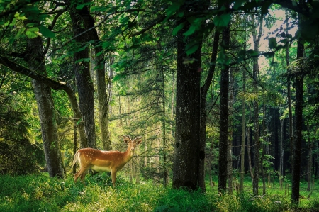  Forest deer - agancs, termeszet, zold erdo, fak, erdo, szarvas, vad