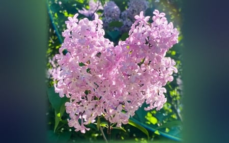 Pink Lilac - macro, Latvia, lilacs, pink