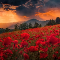 Poppy field at sunset