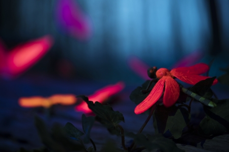 Dragonfly in the night forest - Flowers, Wings, Forest, Insects