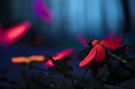 Dragonfly in the night forest - Insects, Forest, Wings, Flowers