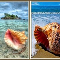 PRETTY SHELLS COLLAGE