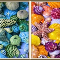 PRETTY SHELLS COLLAGE