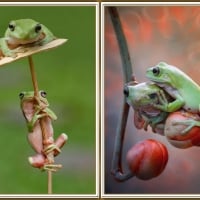 FROGS COLLAGE