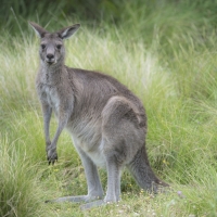 Eastern Grey Kangaroo